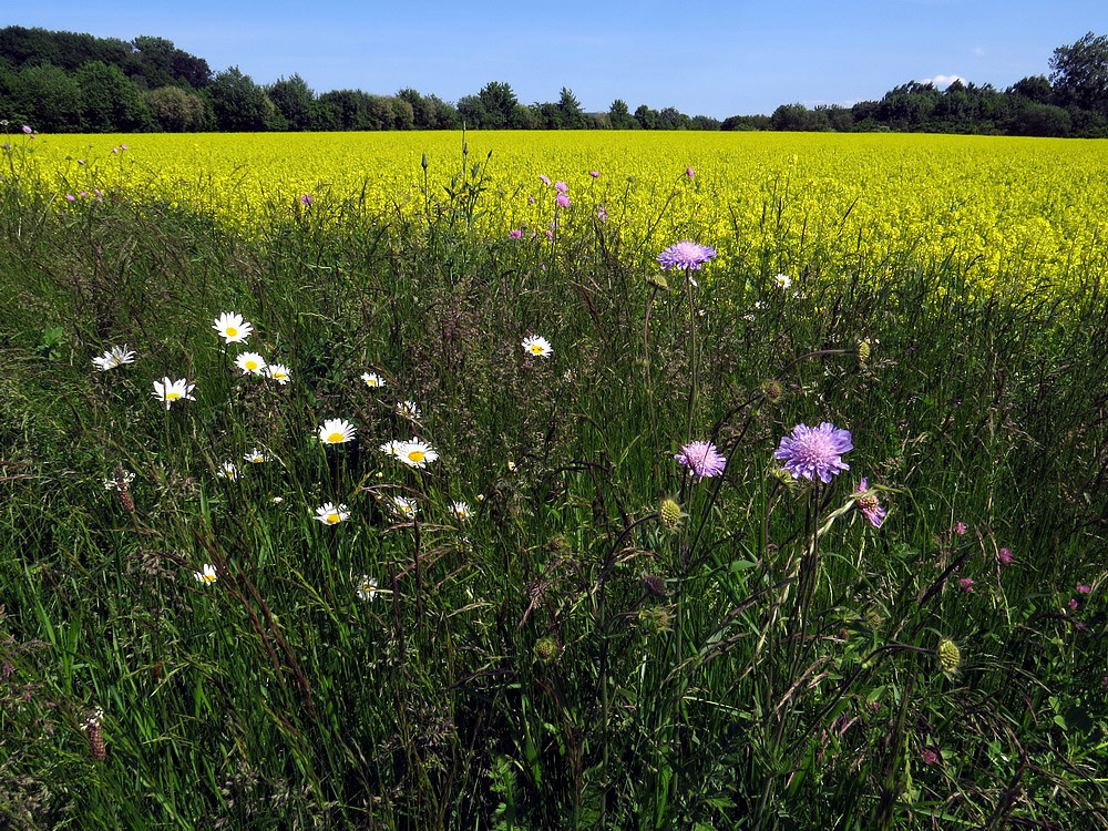 Leuchtende Blüten am Feldrand