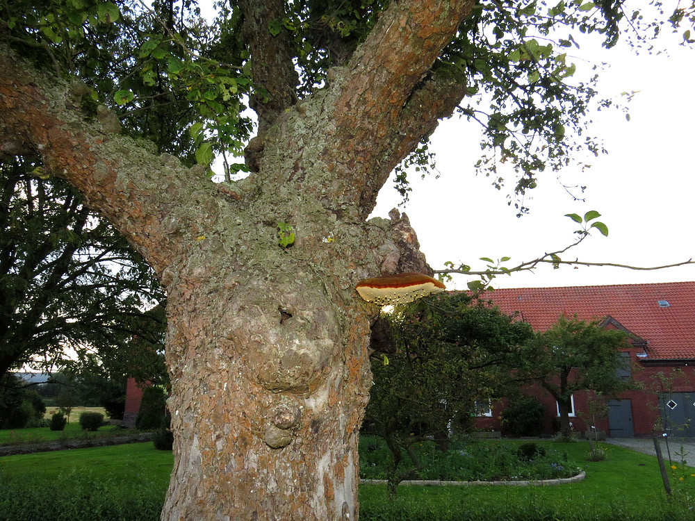 Apfelbaum mit Pilz in der Kornmasch