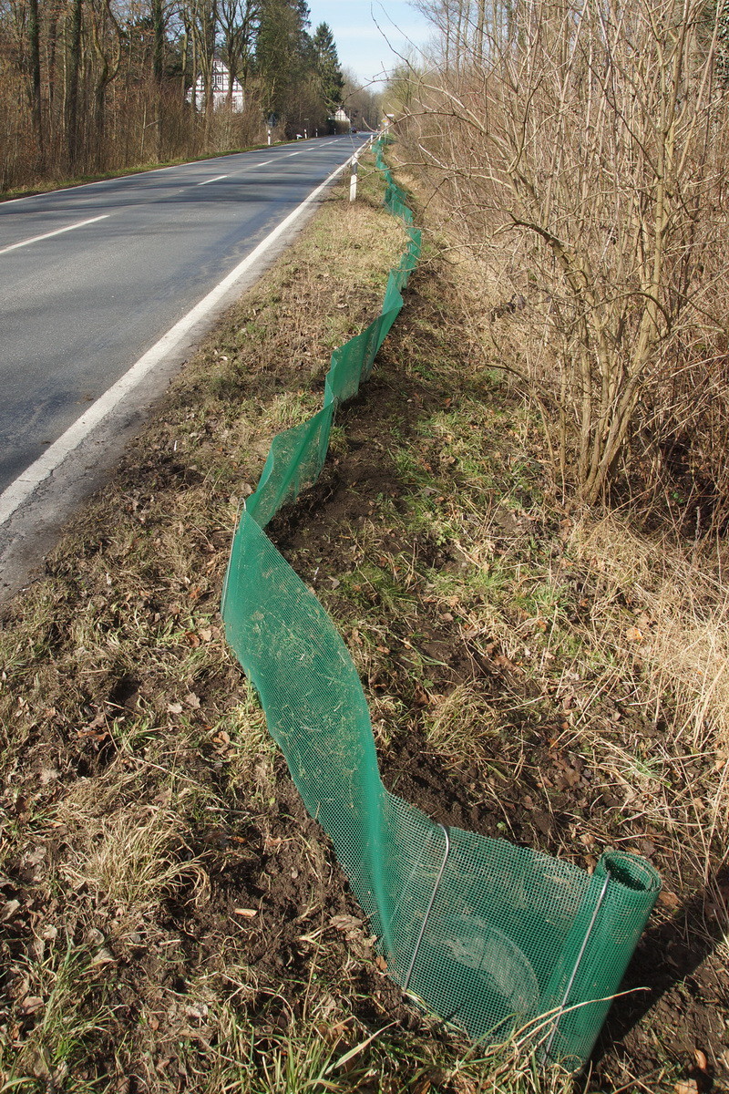 Die Kröten kommen aus dem Wald und wollen zu den Teichen auf der anderen Seite