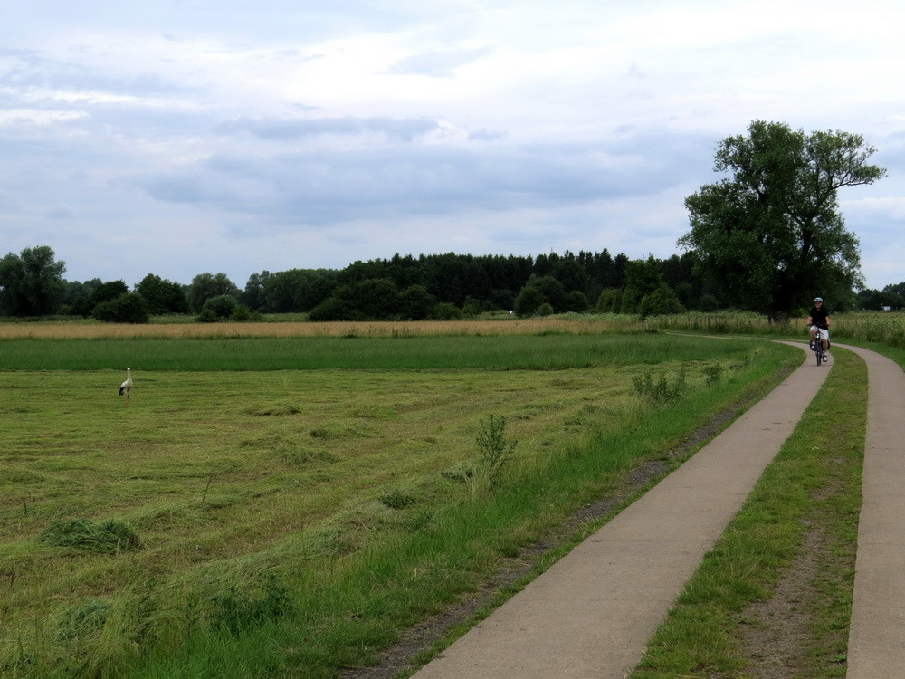 Manchmal radelt man nur 10m neben einem Storch vorbei.