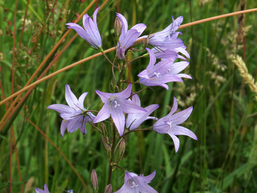 Die Wiesen-Glockenblume