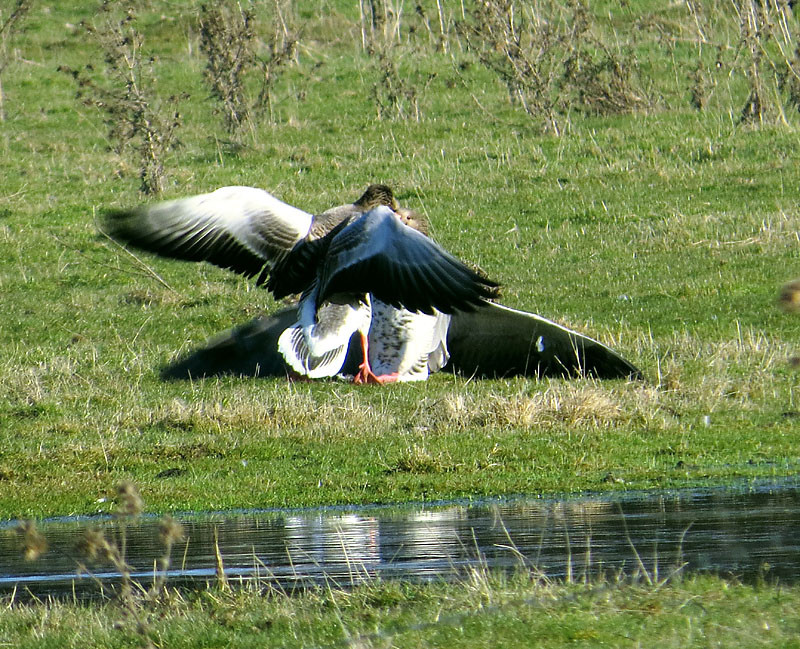 Der Streit wogt hin und her über die Wiese