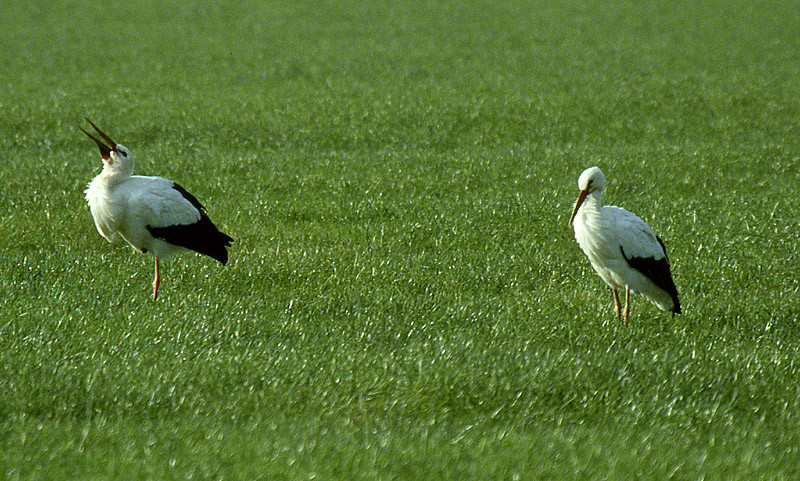 Storchenpaar auf gemeinsamer Jagd