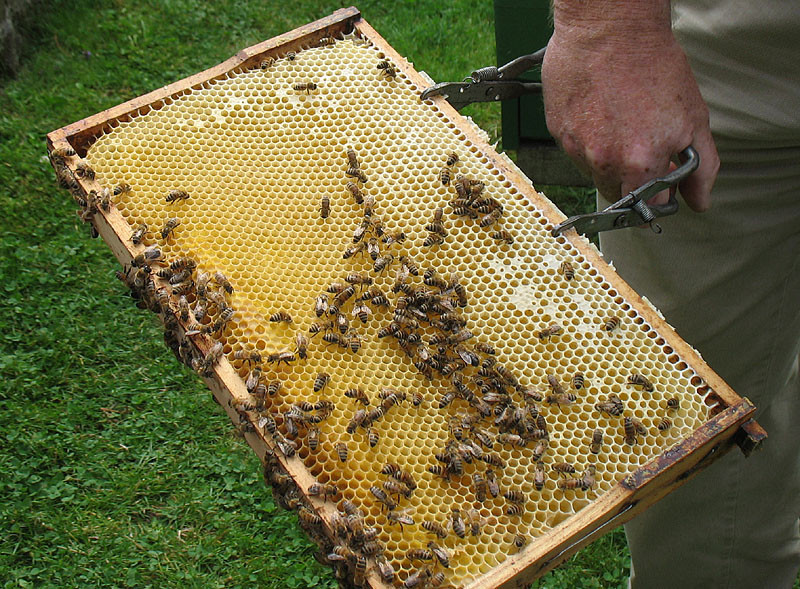 Hier sind Bienen bei der Arbeit