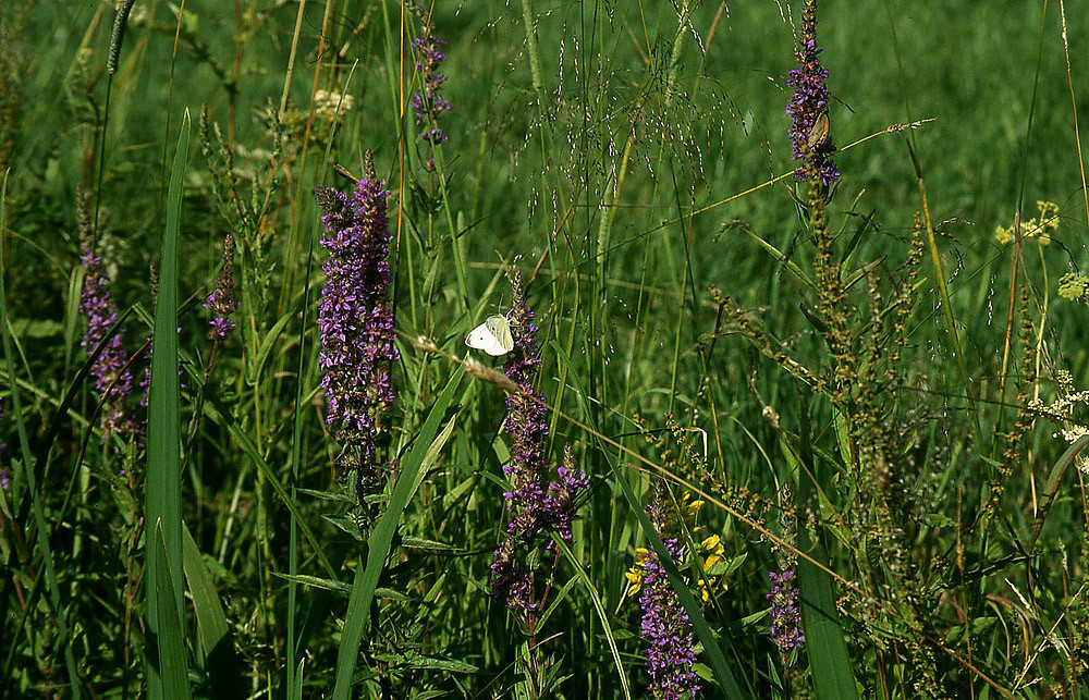 Wildblumen im Graben