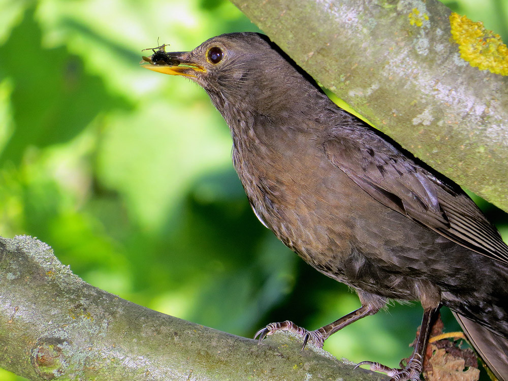 Eine Alt-Amsel mit Futter für das Küken