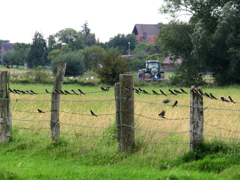 Auch Rauchschwalben versammeln sich vor der großen Reise.