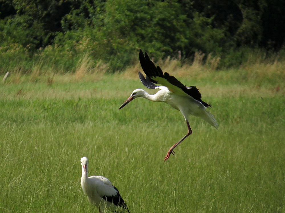 Ein Storch bei der Landung.