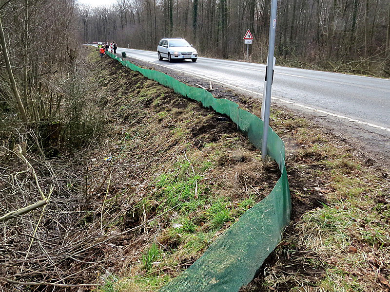 Die viel befahrene Straße durch den Wald wäre der sichere Tod für die Kröten