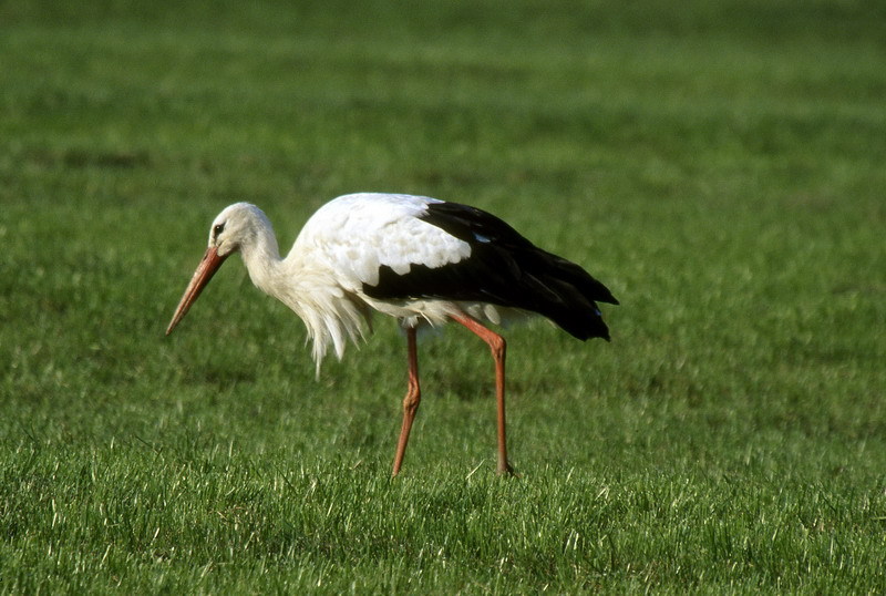 Wieder zurück vom Winterurlaub. Ein Petzer Storch geht wieder auf Jagd in der Niederung