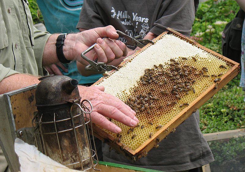 Auf dünne Platten aus Bienenwachs bauen die Bienen ihre Waben