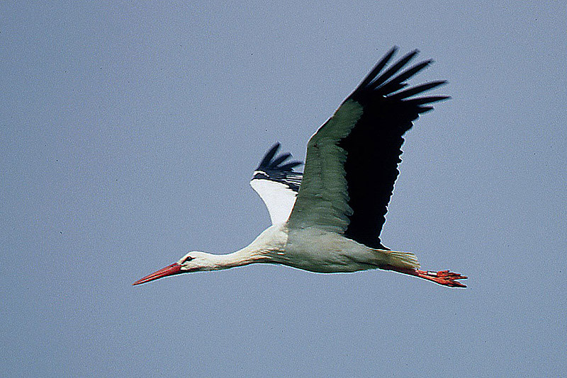 Dieser Storch ist verheiratet: Er trägt einen Ring am Bein