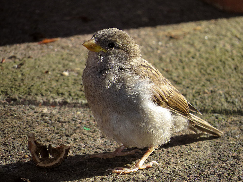 Ein Jungspatz wartet auf Futter der Eltern