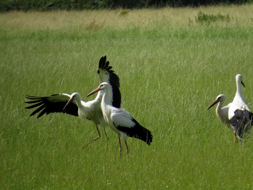 Der Storch ist gelandet.