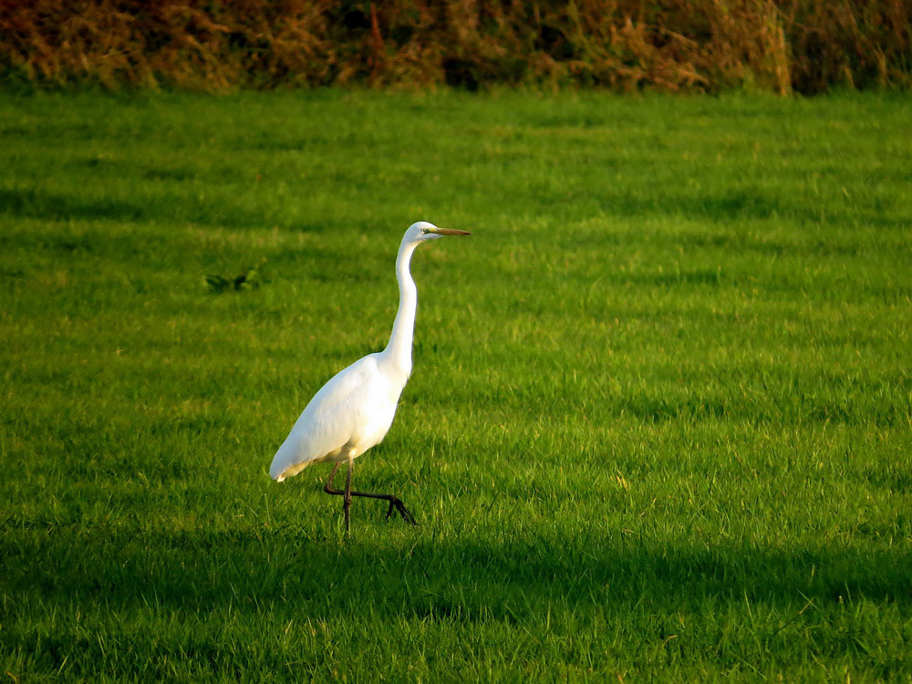 Silberreiher auf Jagd