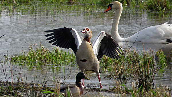 Die Nilgans scheucht eine Stockente.