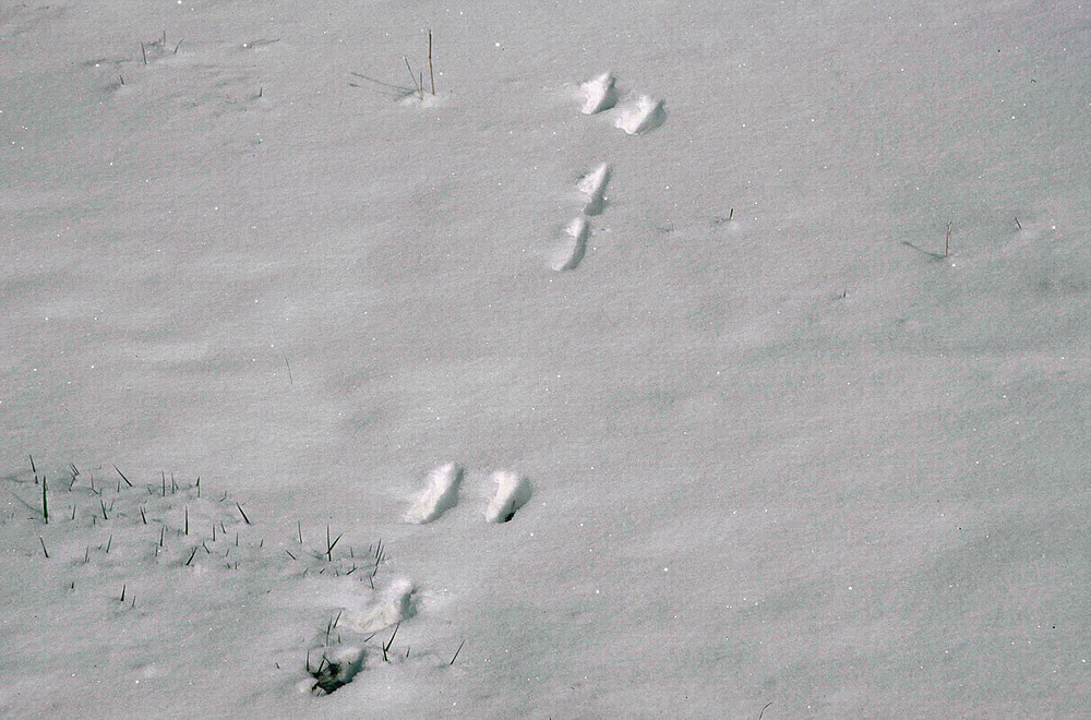 Hasenspur im Schnee