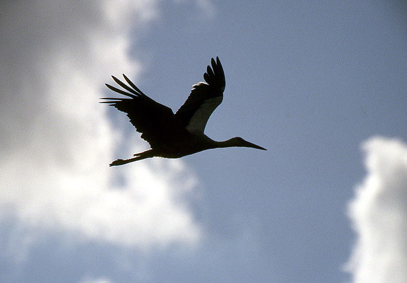 Ein durchziehender Storch