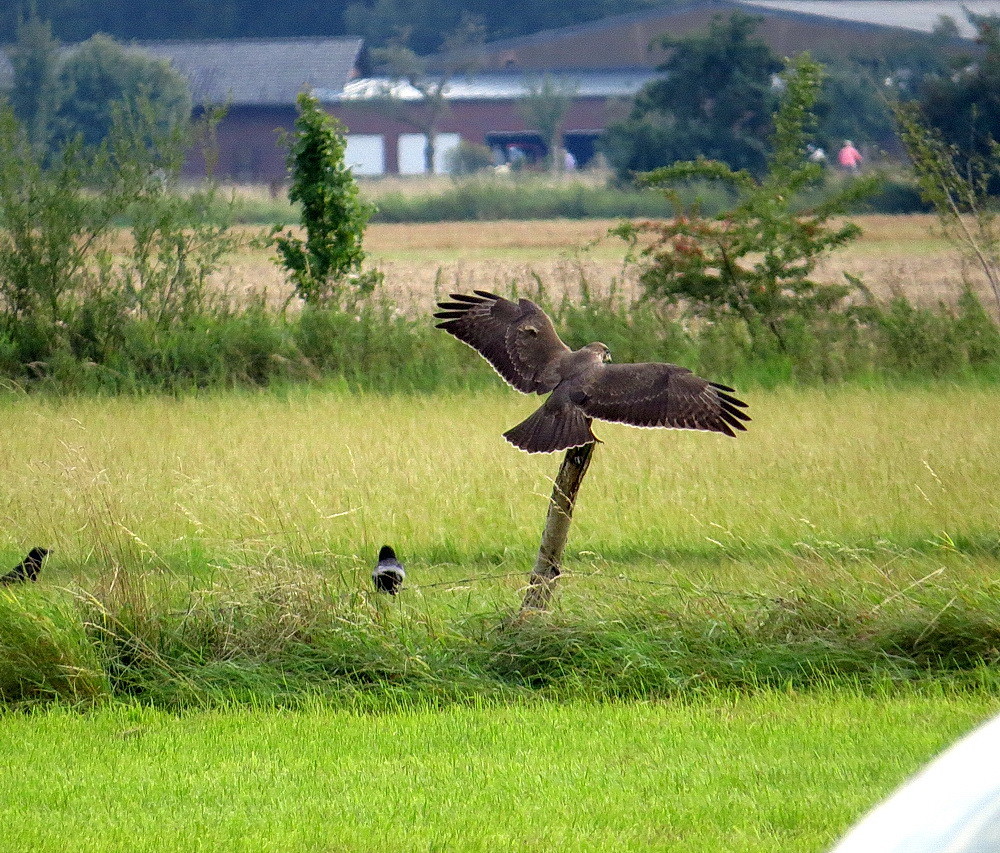 Ein Mäusebussard landet auf dem Zaunpfahl