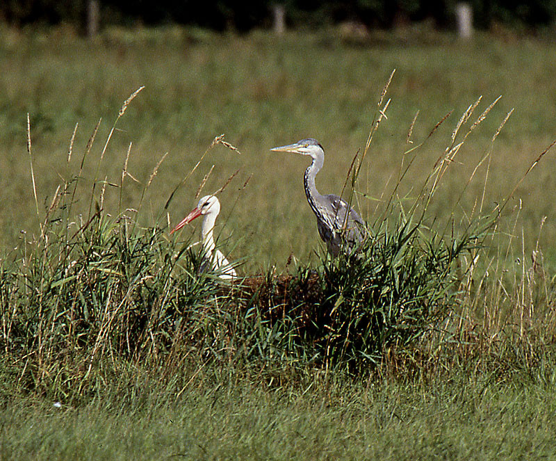 Artübergreifende Freundschaft: Storch und Graureiher auf gemeinsamer Jagd