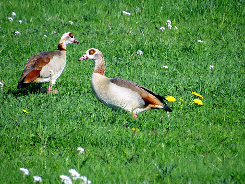 Nilgänse