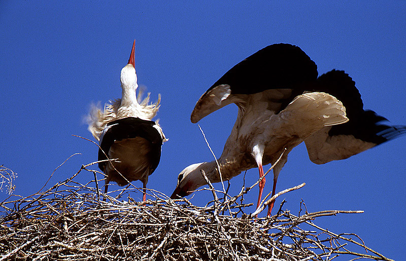 Storchenbalz auf dem Nest