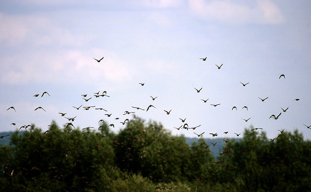 Stare sind sehr gesellige Vögel