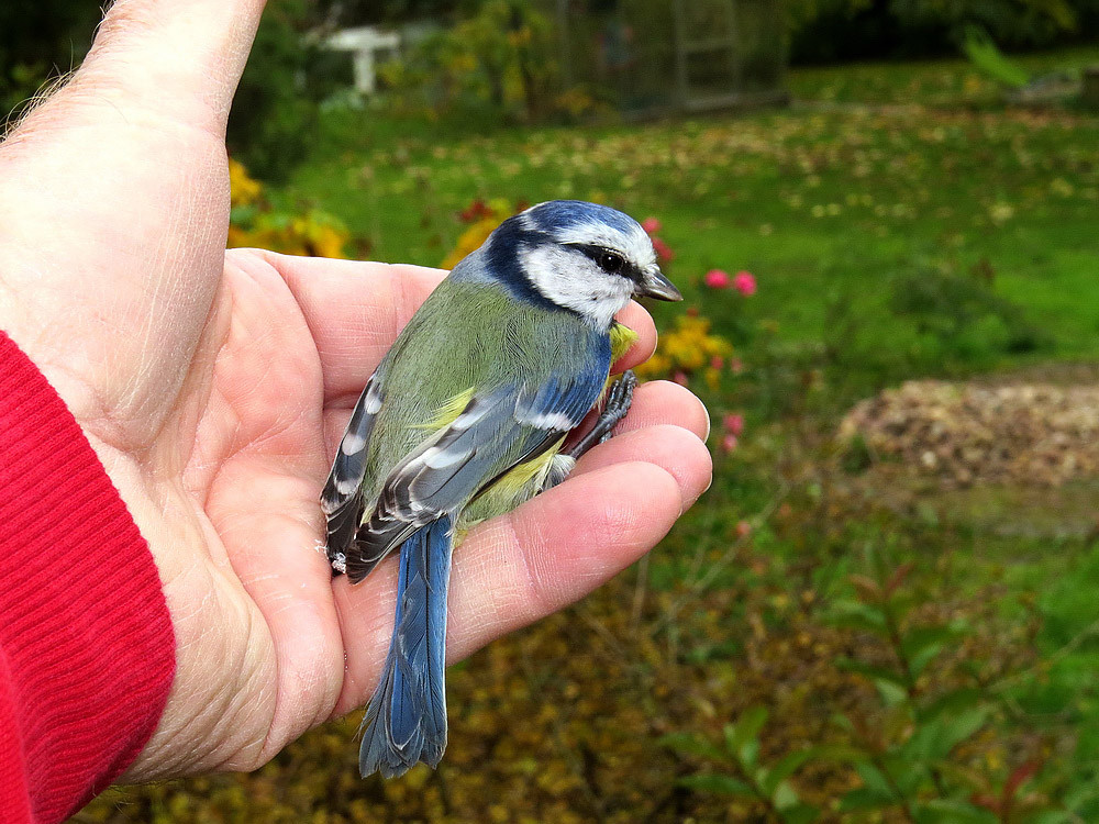 Die Blaumeise hatte sich ins Wohnzimmer verirrt, wurde eingefangen und im Garten freigesetzt