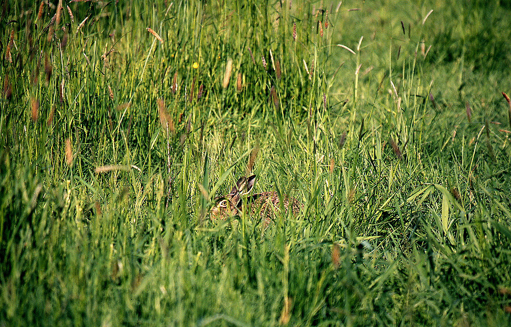 Der Hase duckt sich hier im Gras