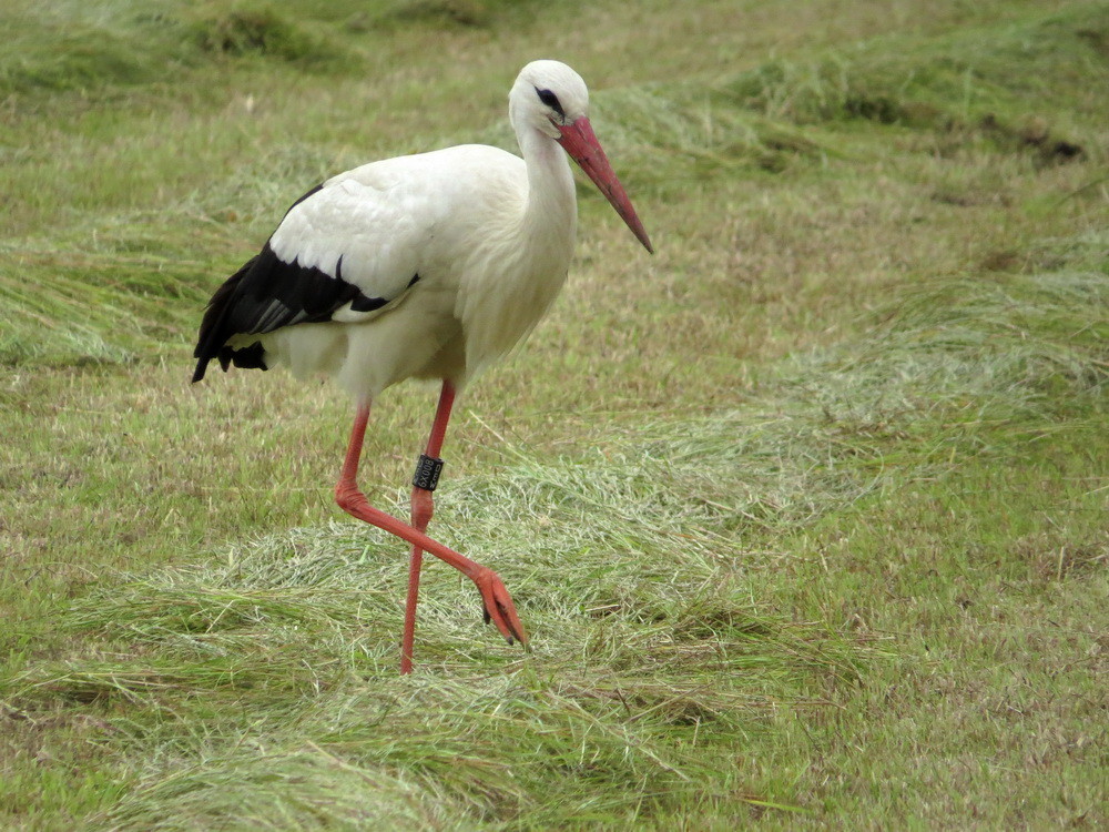 Der Papa-Storch des Rethof-Horstes (Ringauskunft) kam aus Lübbecke zu uns.