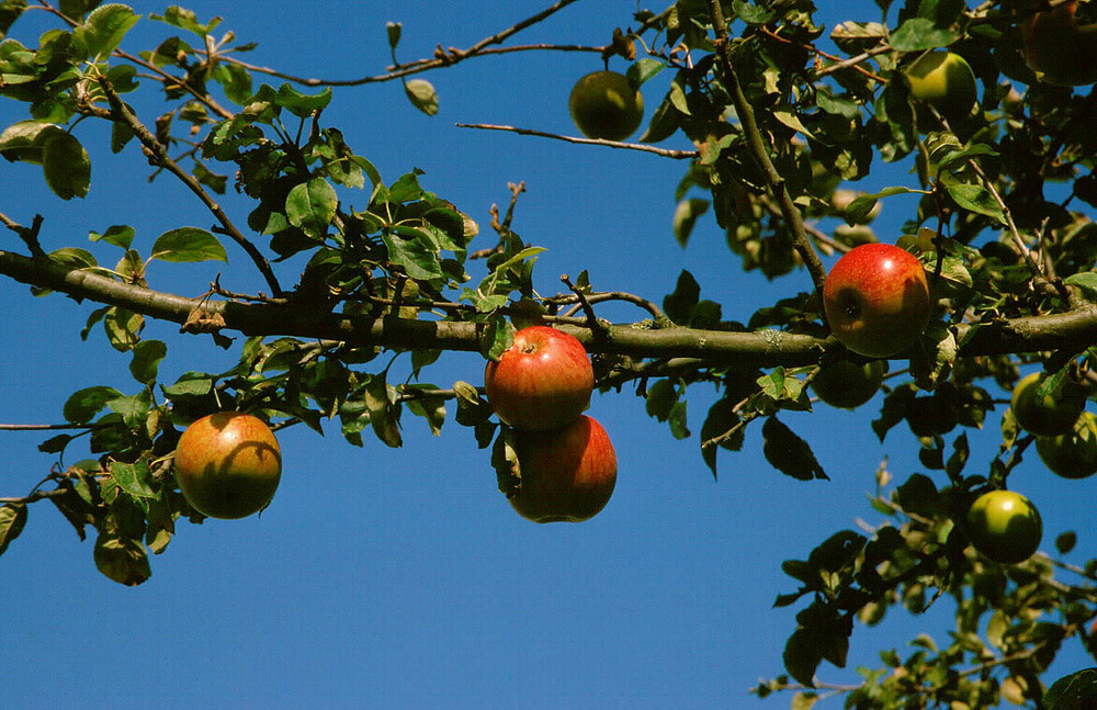 Das ist leckeres Obst, preiswert und garantiert öko!