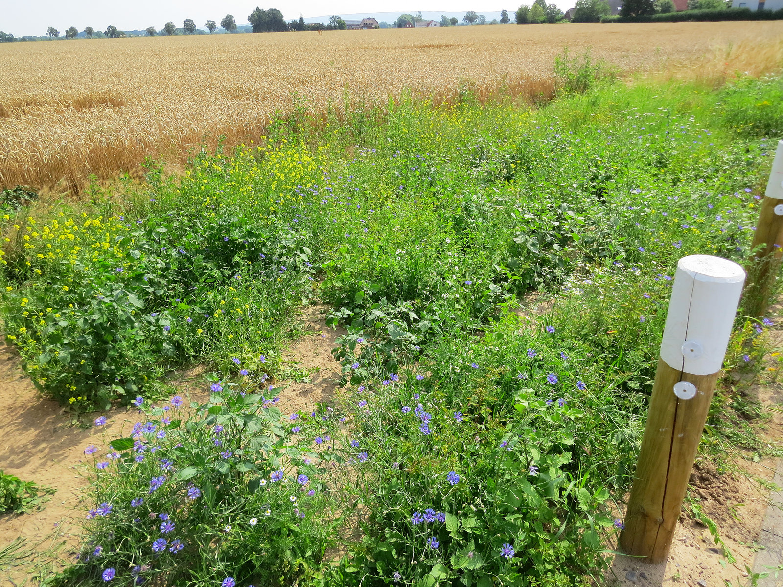 Neben dem Trafoturm konnten wir ca. 20m² für eine Blumenwiese nutzen