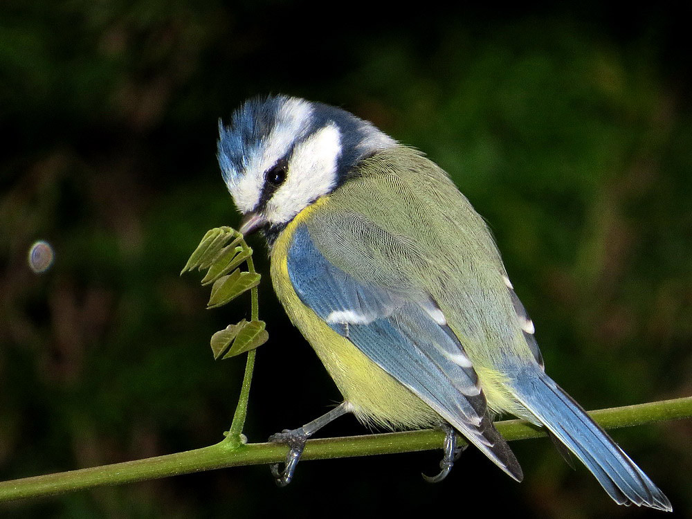 Wunderschön gefärbt ist die Blaumeise