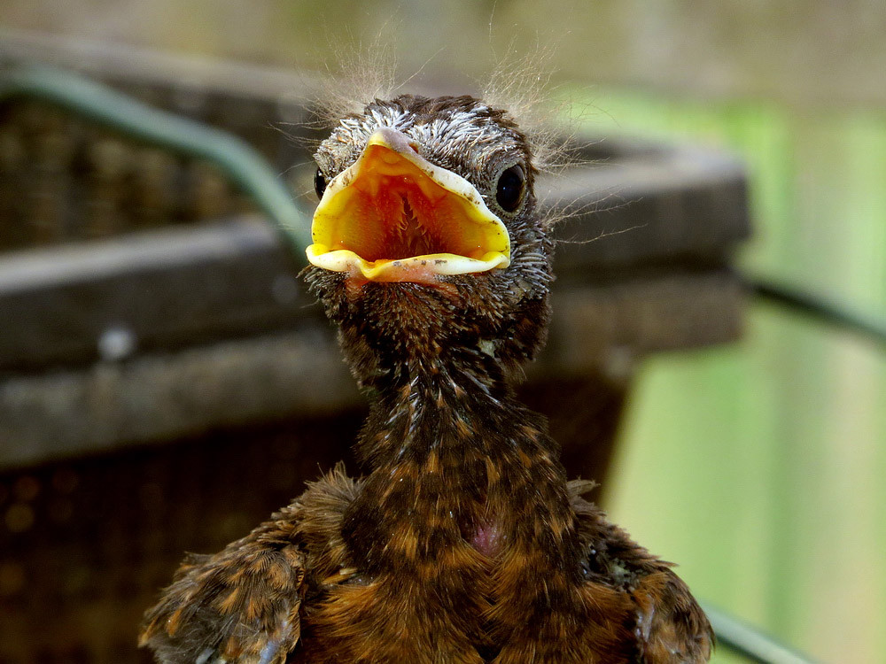 Immer hungrig wie dieses Amselküken sind alle Jungvögel