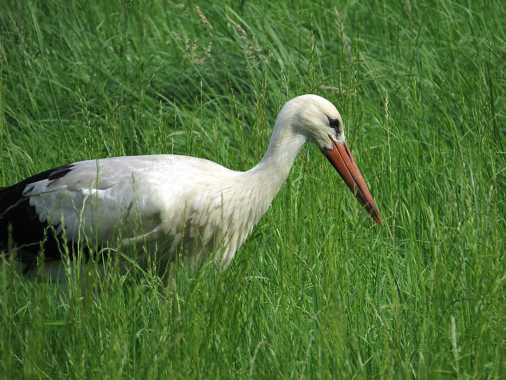 Ein Storch frisst alles.