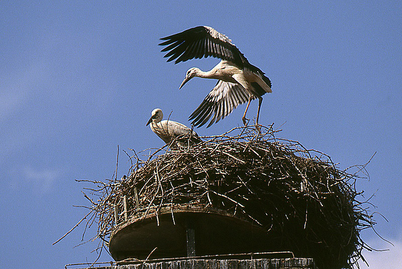 Fliegen beginnt erst mit einem kleinen Hüpfer