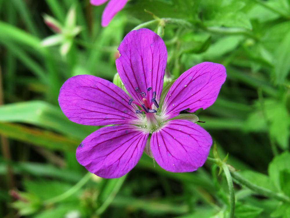 Blüte des Storchschnabels