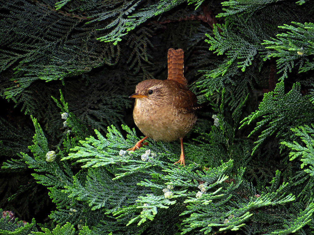 Der Zaunkönig, unser kleinster Vogel