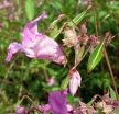 Drüsiges Springkraut (Impatiens glandulifera)