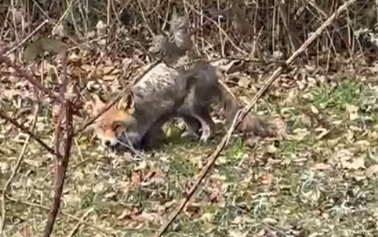 (Bild: buebikernews)