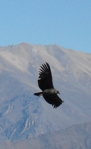 Vuelo del Cóndor. Perú