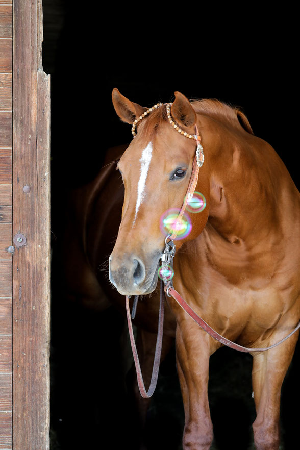 Quarter Horse Zucht Schweiz srwesterntraining Westernreiten in Bern
