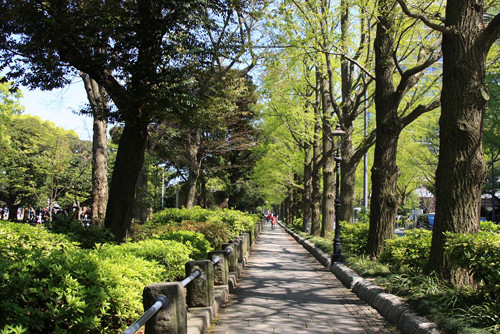 新緑の山下公園通り