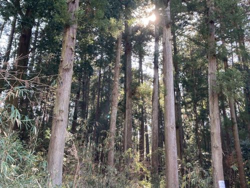 寺家ふるさとの森の木漏れ日