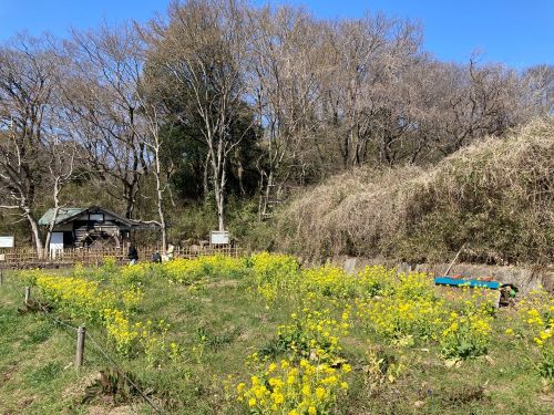 菜の花と水車小屋