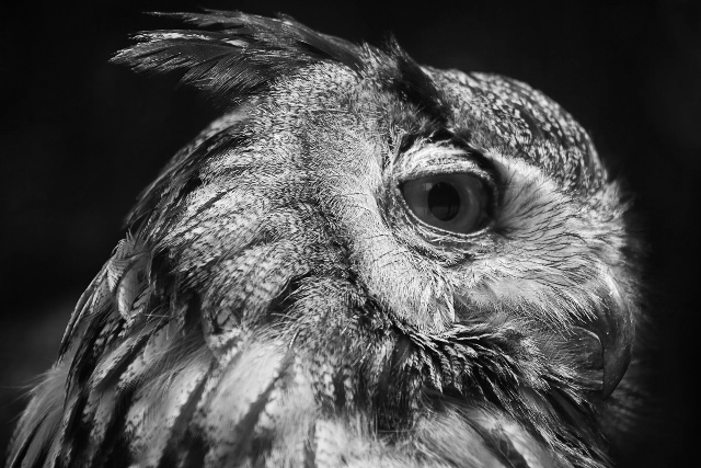 Tiere ins Haus holen - ganz ohne Pflegeaufwand