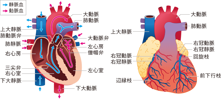 心臓血管系