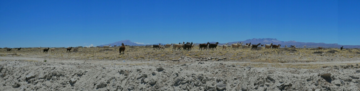 Und hier eine größere Herde Lamas.