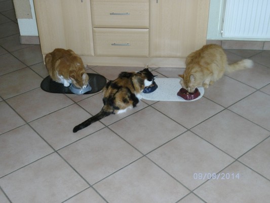 Benny und Trixie - Sunnydays for Animals e.V. - Tierschutzverein ...