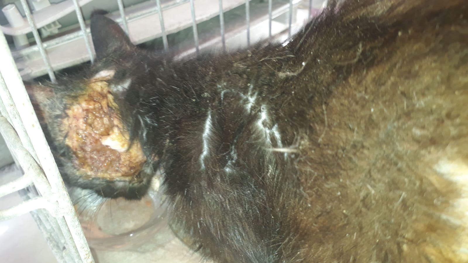 vor schmerzen kann sie nicht einmal fressen sunnydays for animals e v tierschutzverein huckelhofen kreis heinsberg tierschutz turkei tierschutz rumanien